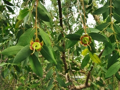 Sonneratia caseolaris