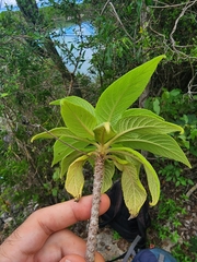 Rhytidophyllum minus