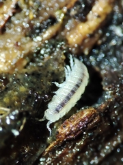 Miktoniscus bisetosus