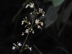 Epidendrum blepharistes