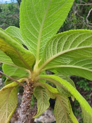 Rhytidophyllum minus