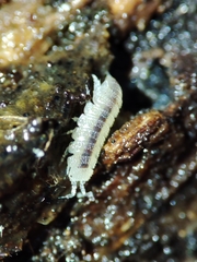 Miktoniscus bisetosus