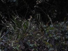 Epidendrum blepharistes