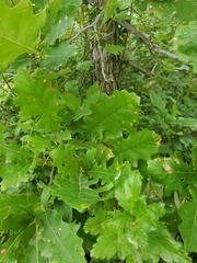 Aceria querci