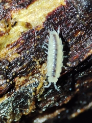 Miktoniscus bisetosus