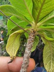 Rhytidophyllum minus