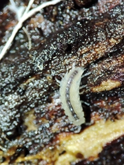 Miktoniscus bisetosus