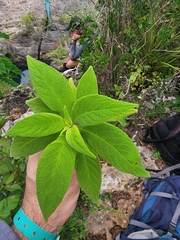 Rhytidophyllum minus