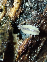 Miktoniscus bisetosus