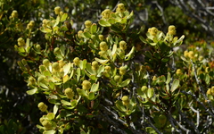 Leucadendron muirii