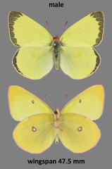 Colias gigantea