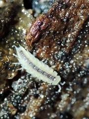 Miktoniscus bisetosus