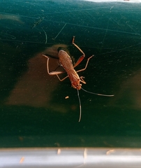 Riptortus linearis