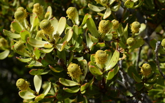 Leucadendron muirii