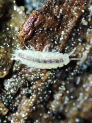 Miktoniscus bisetosus