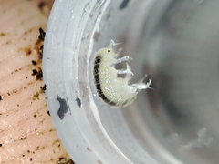 Miktoniscus bisetosus