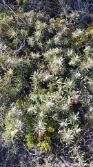 Leucospermum tomentosum