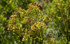 Anginon difforme