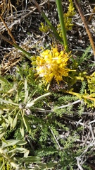 Leucospermum tomentosum