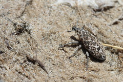 Leucomigus tesselatus