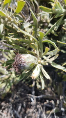 Leucospermum tomentosum