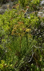 Anginon difforme