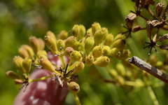 Anginon difforme