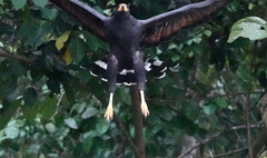 Buteogallus anthracinus subtilis