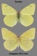 Colias gigantea