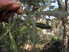 Platylophus trifoliatus