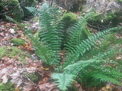 Polystichum × luerssenii