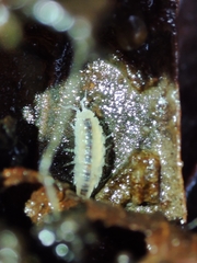 Miktoniscus bisetosus