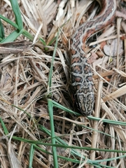 Psammophis subtaeniatus