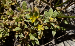 Aizoon rigidum