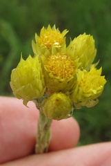 Helichrysum mixtum