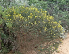 Euryops virgineus