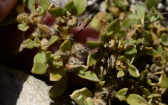 Aizoon rigidum