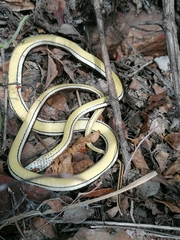 Psammophis subtaeniatus