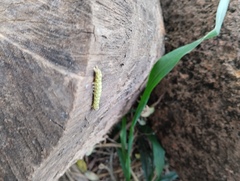 Sangalopsis microleuca