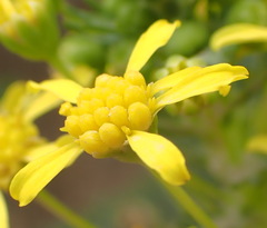 Euryops virgineus