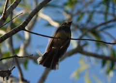 Rhipidura rufiventris