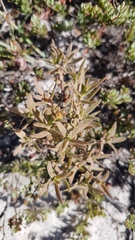 Crassula cymosa