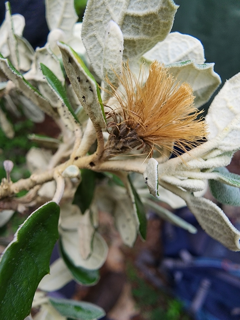 Anastraphia northropiana
