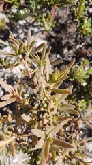 Crassula cymosa