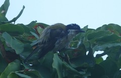 Melithreptus gularis