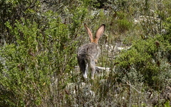 Lepus