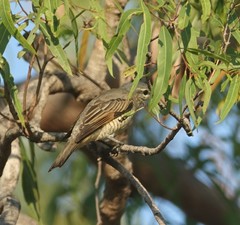 Edolisoma tenuirostre
