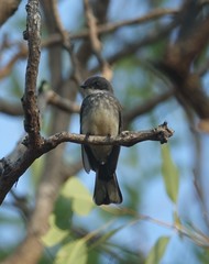 Rhipidura rufiventris