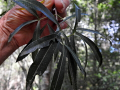 Platylophus trifoliatus