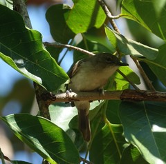 Gerygone magnirostris